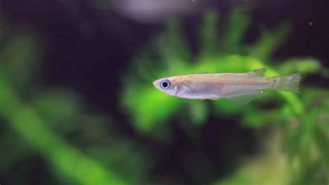 rice fish|Japanese Rice Fish: Complete Care Guide (Tank Size + ).